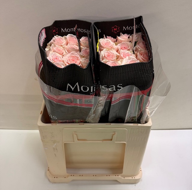 Rosa ec atlas MR.jpg